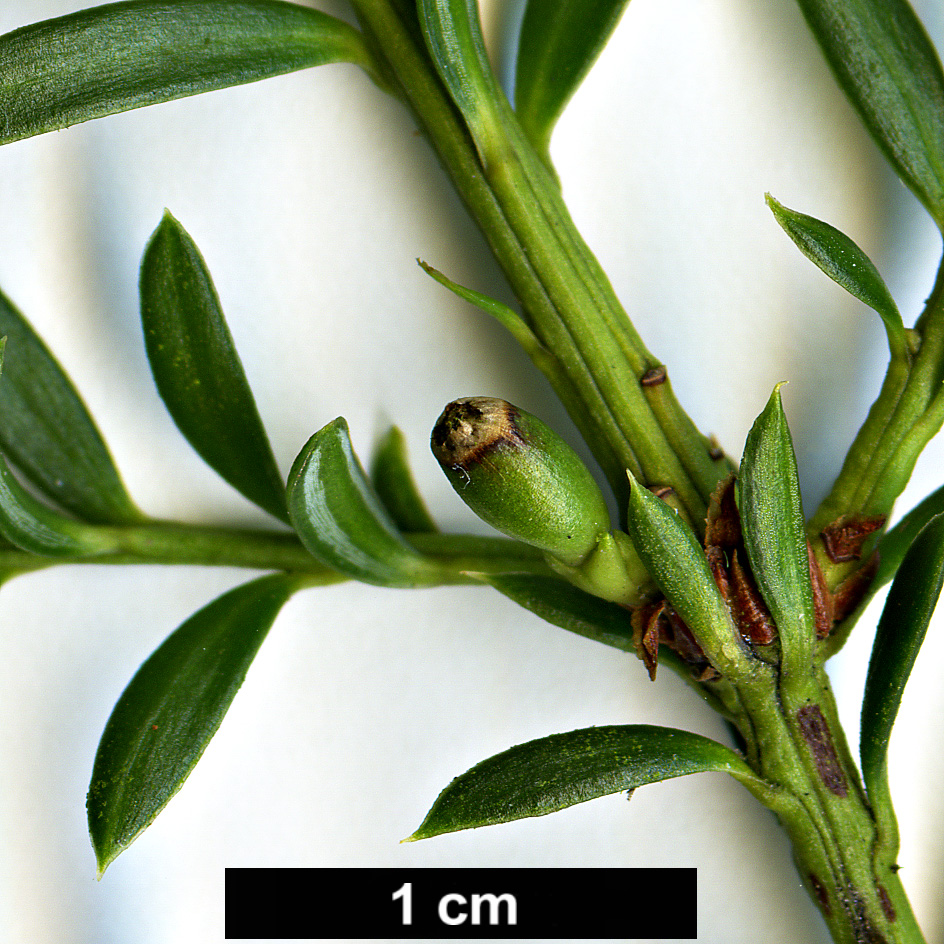 High resolution image: Family: Podocarpaceae - Genus: Podocarpus - Taxon: lawrencei